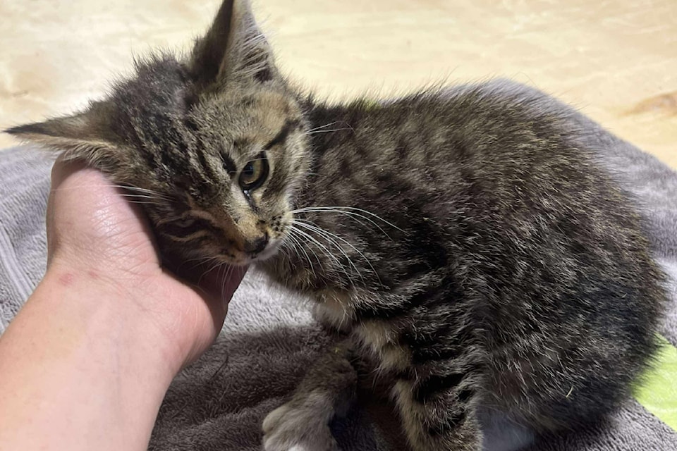 A six-week-old tabby kitten was rescued and brought to the Vernon Veterinary Clinic Thursday, July 31, 2025. 