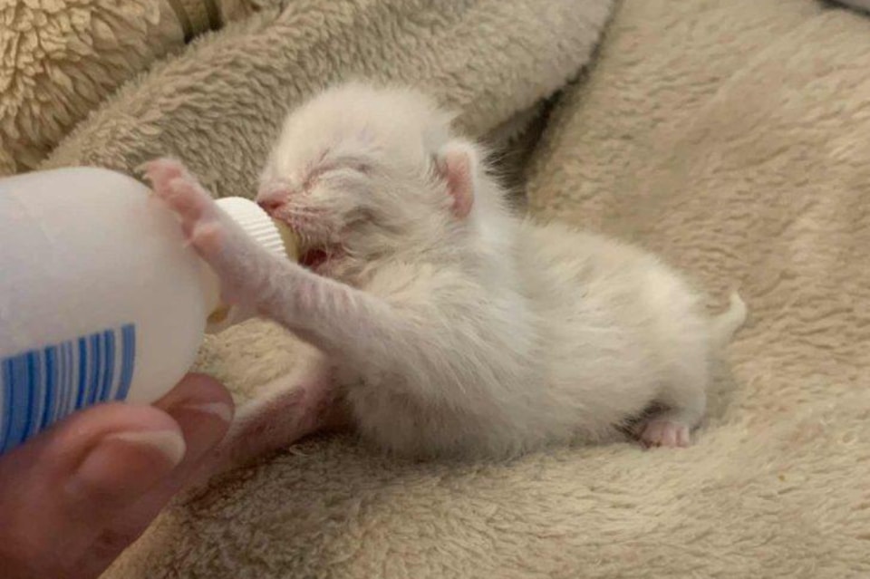 Three tiny newborn kittens were rescued from a Kelowna scrap yard Thursday, Aug. 14, 2025. Only one kitten survived and is now in foster care. 