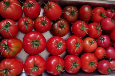 250828-vms-tomatoesweb