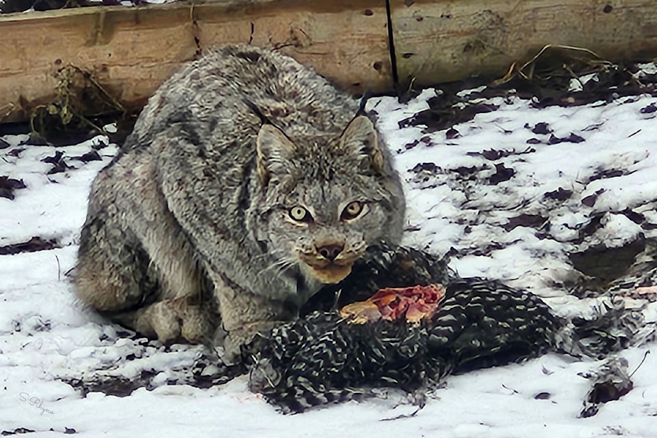 A lynx was photographed feasting on a chicken in a Vernon resident's East Hill yard Jan. 31, 2025.