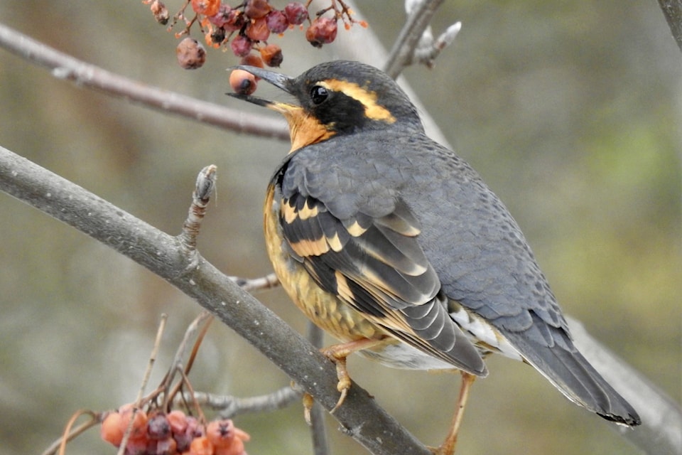 Varied thrush eating mountain ash berries. 