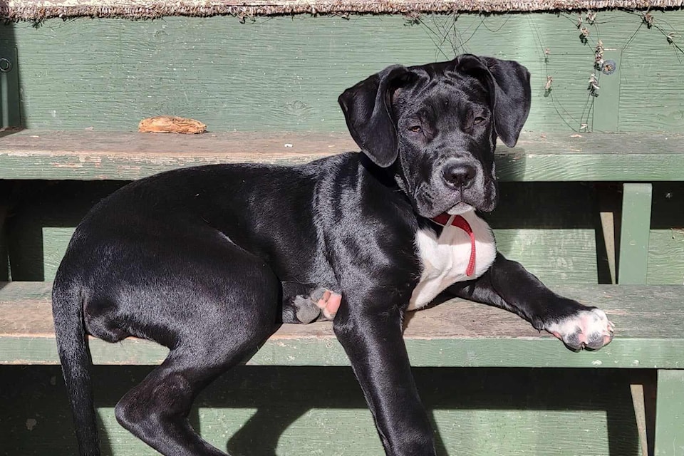 Ruby Doo went missing from a crash in Cherryville Wednesday, Feb. 5.