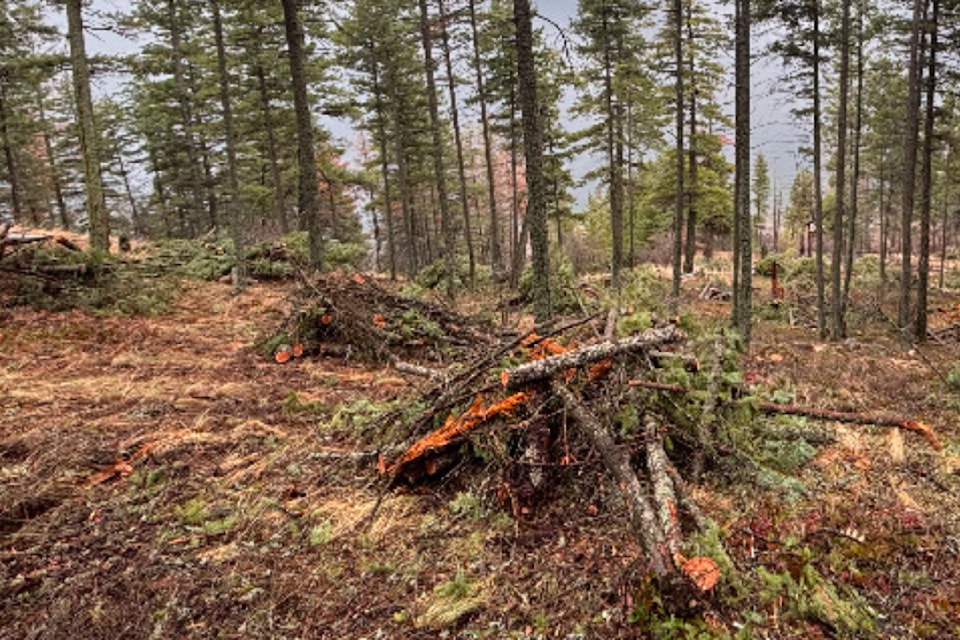 Brush pile burns will take place near the south end of Vernon's Eastside Road as early as Jan. 8, 2025. 