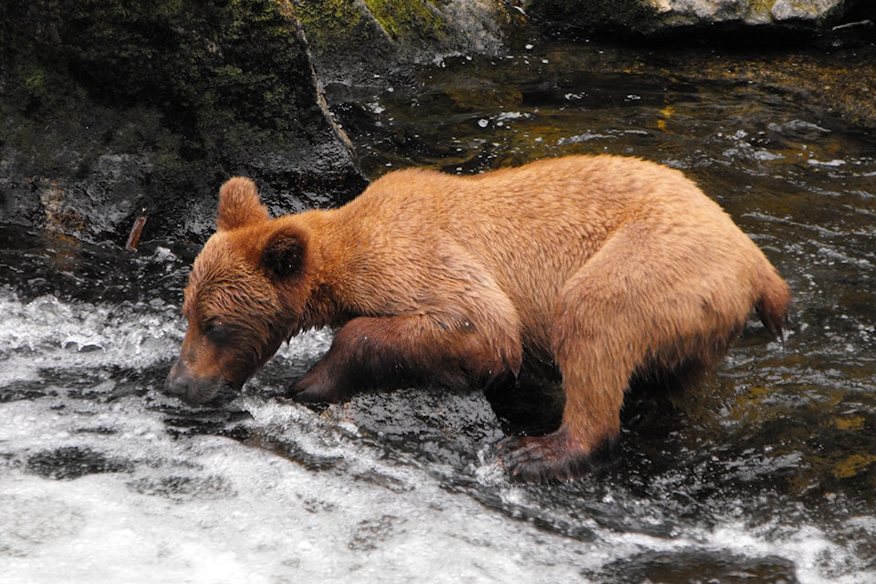 A young grizzly fishes for salmon in Alaska, which is the first travelogue featured Jan. 17.