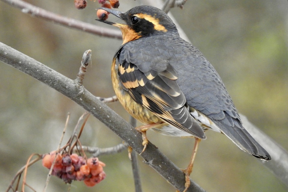 A puffed up varied thrush feasting on mountain ash berries.
