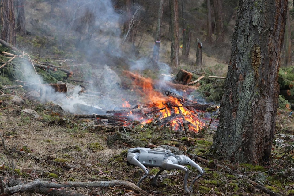 A robot dog roams around during controlled burns in Vernon's Eastside Road on Wednesday, Jan. 8. 