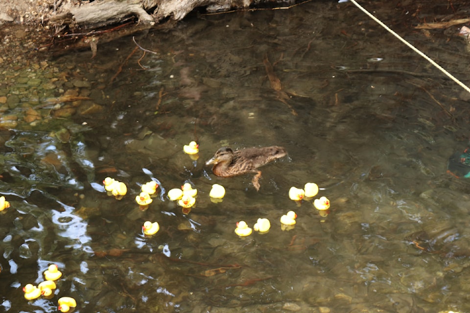 A duck came oh so close to deciding the winner of the Vernon Lions Club's annual rubber duck race Saturday, June 28, 2025, as it nearly interfered with the ducks leading the race, right before the finish line. 