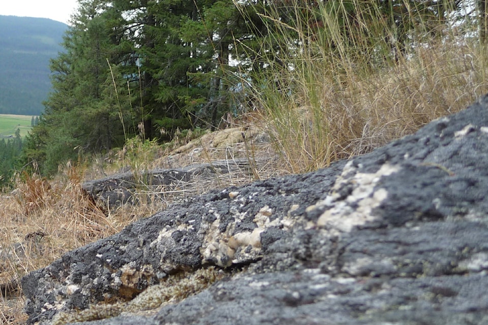Eighty acres of land near Lumby are now protected through a conservation covenant announced Thursday, July 3, 2025, between the Nature Conservancy of the North Okanagan and the Regional District of the North
Okanagan.