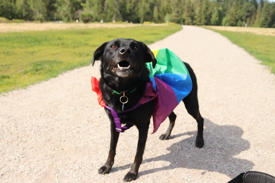 Cardi came dressed in rainbow colours to the Pride Pups Dog Park Meet-up on the second day of Vernon Pride Week Tuesday, June 3, 2025. 