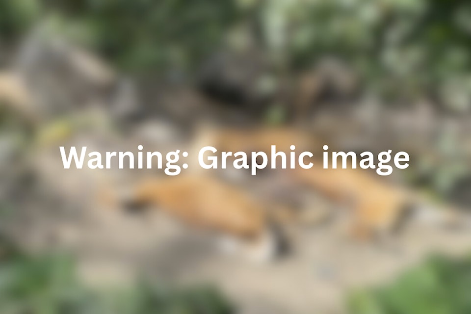 Three deer carcasses and a pile of animal waste were found off a forest service road near Coldstream Ranch Monday, June 23, 2025. 