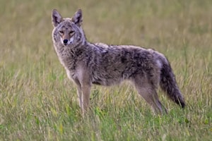 Spring arrival wakes up Okanagan nature