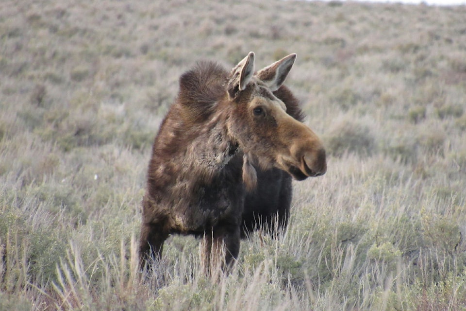 250508-vms-moose-killed