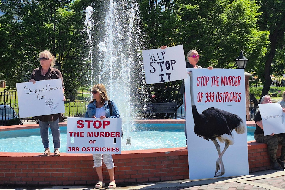 A crowd of people protest at the corner of Vernon's Polson Park, in response to the looming killing of a herd of ostrich in Edgewood.
