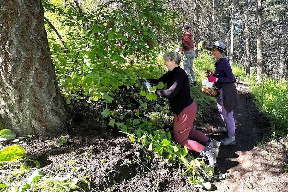 Volunteers have already pulled more than 4,000 invasive garlic mustard stems from Kal Park.