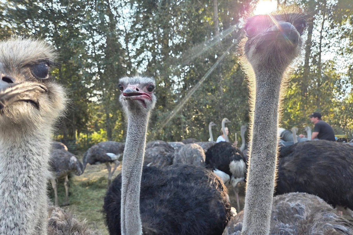 BC SPCA unable to intervene after ostrich death at Edgewood farm
