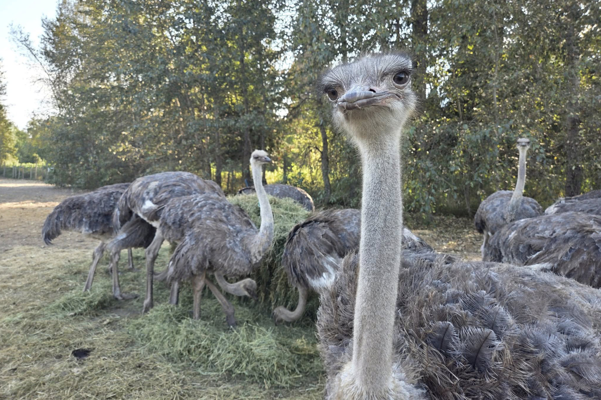 Tensions rise as CFIA visits Edgewood ostrich farm