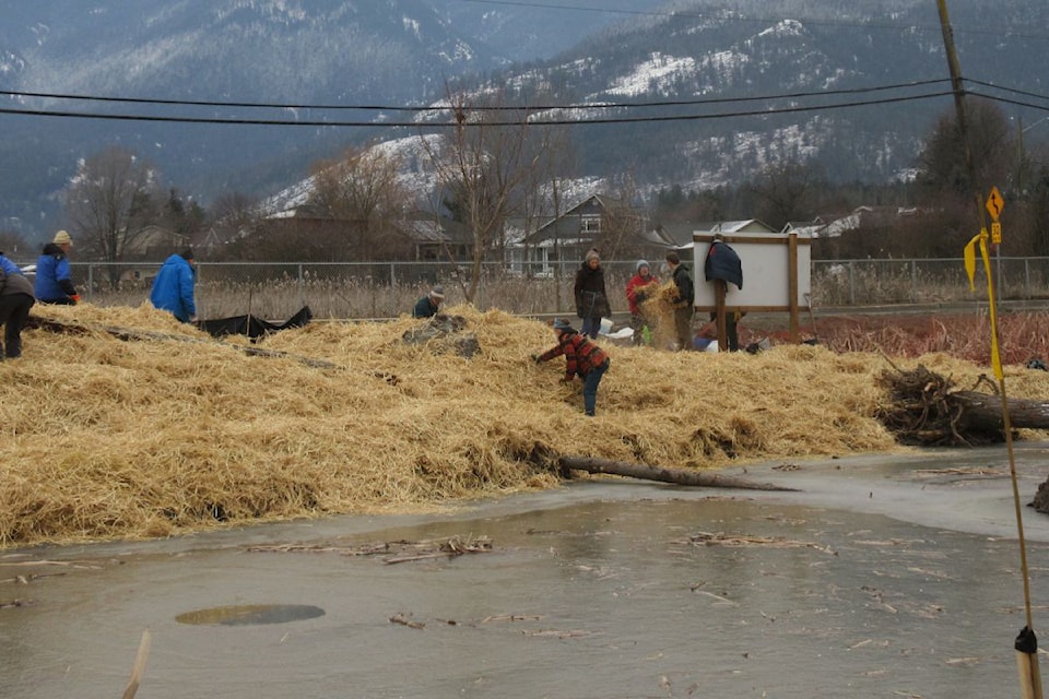 Armstrong Wetlands Association  volunteers worked together to spread riparian and upland native grass seeds on all disturbed areas at a newly created pond in the wetlands off Okanagan Street. The ground was then covered with a thick layer of straw to discourage invasive weeds from moving in once spring arrives. 