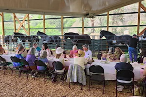 Mother's Day in Spallumcheen offers cupcakes, Clydesdales