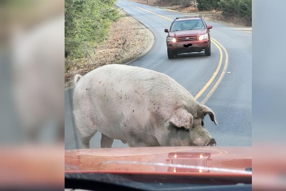 A pig takes a leisurely stroll along Sugar Lake Road near Cherryville Wednesday, March 12.
