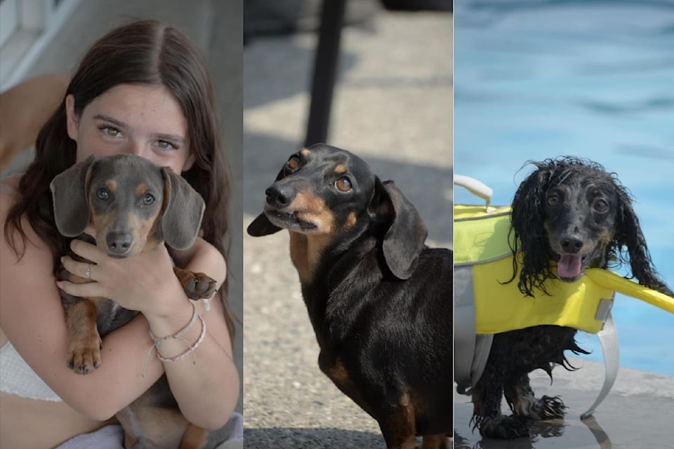 Dachshunds of all shapes and sizes were seen swimming and splashing at the annual Pool Party, hosted at Erin Green of the  Dachshund Club's house in Vernon. 