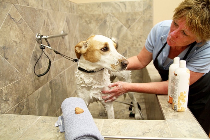 Pooches pampered at self serve wash Vernon Morning Star