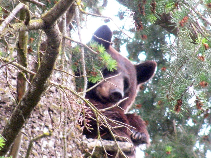 35781vernona-beartree6-13-12