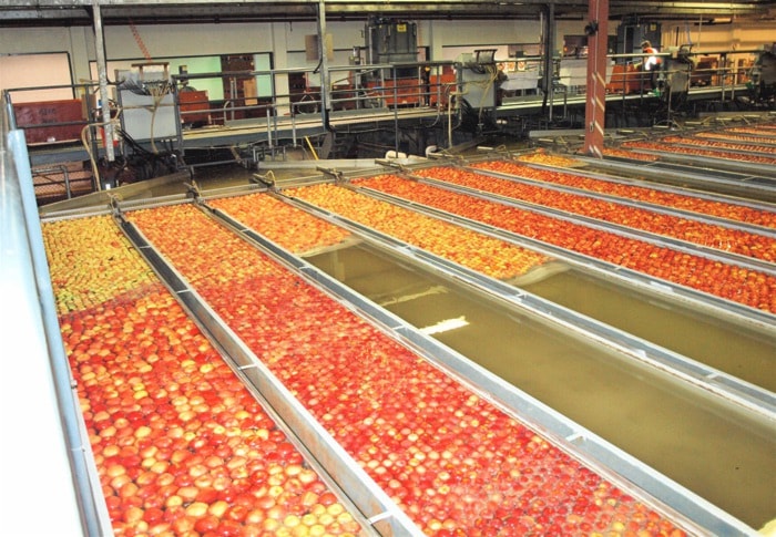 55719vernonsteeves-apples