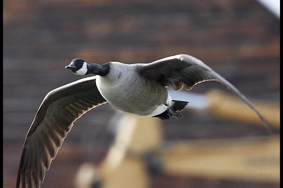 web1_170207-VMS-T-Canada-geese-2