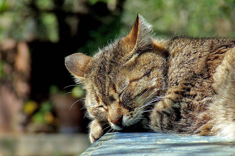 web1_170306-BPD-sleeping-Cat