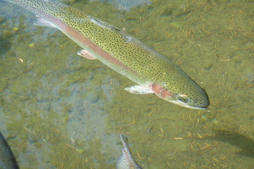 web1_170317-VMS-M-170315_WIN_rainbow-trout