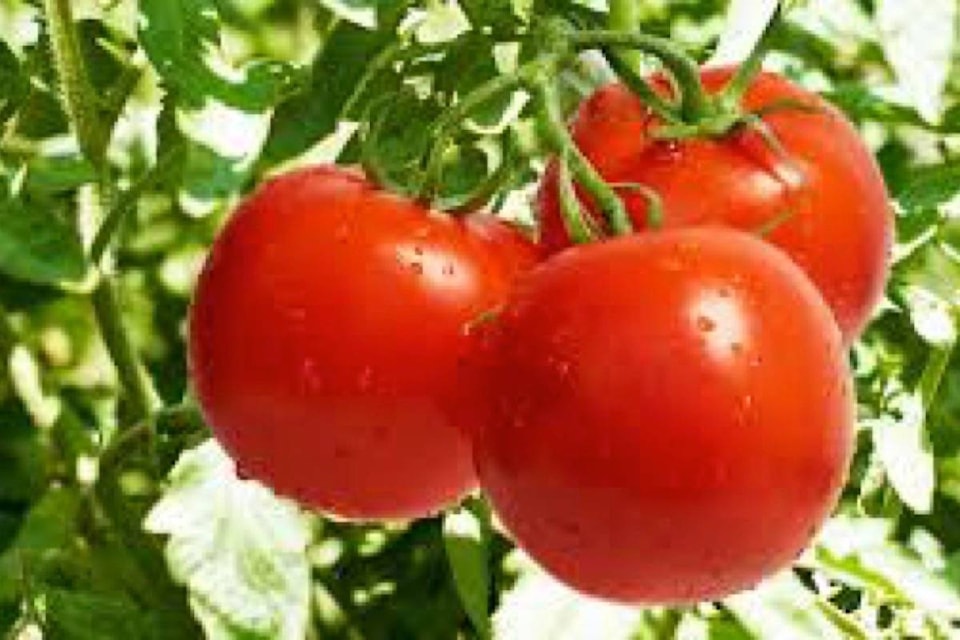web1_170523-VMS-M-tomatoes