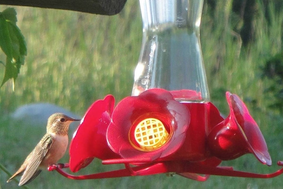 web1_170530-VMS-M-hummingbirds