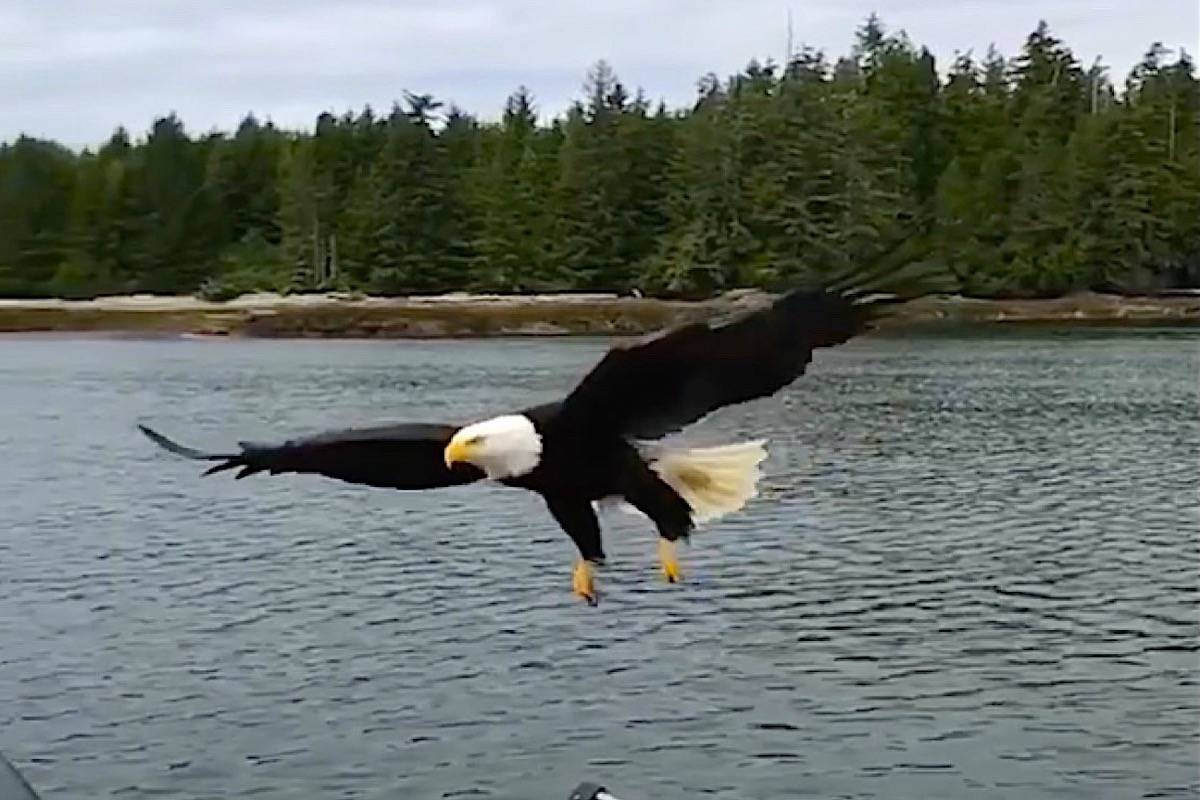 VIDEO: Eagle steals fish off boat near Vancouver Island - Vernon Morning  Star
