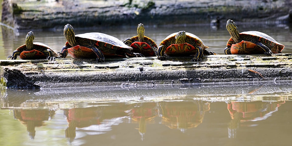 8053915_web1_170510-VMS-Painted-Turtles-9065