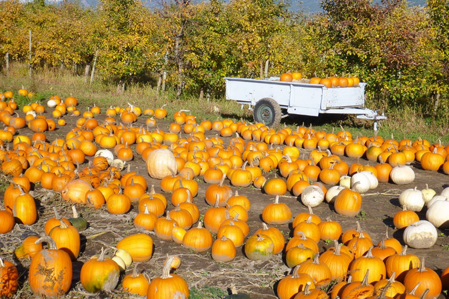 9105538_web1_171026-VMS-pumpkins