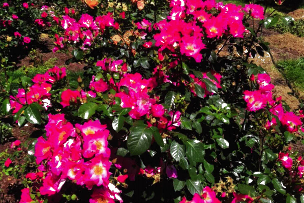 Armstrong Overlander honoured through rose bush Vernon Morning Star