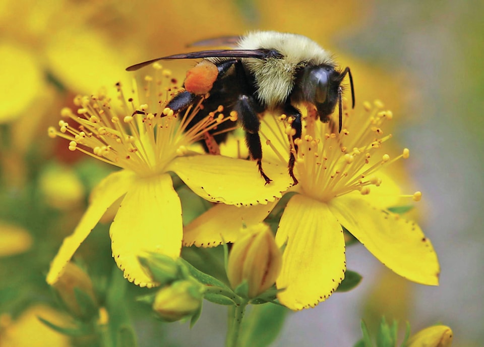 10563777_web1_170322-RDA-LIFE-bumblebee-endangered