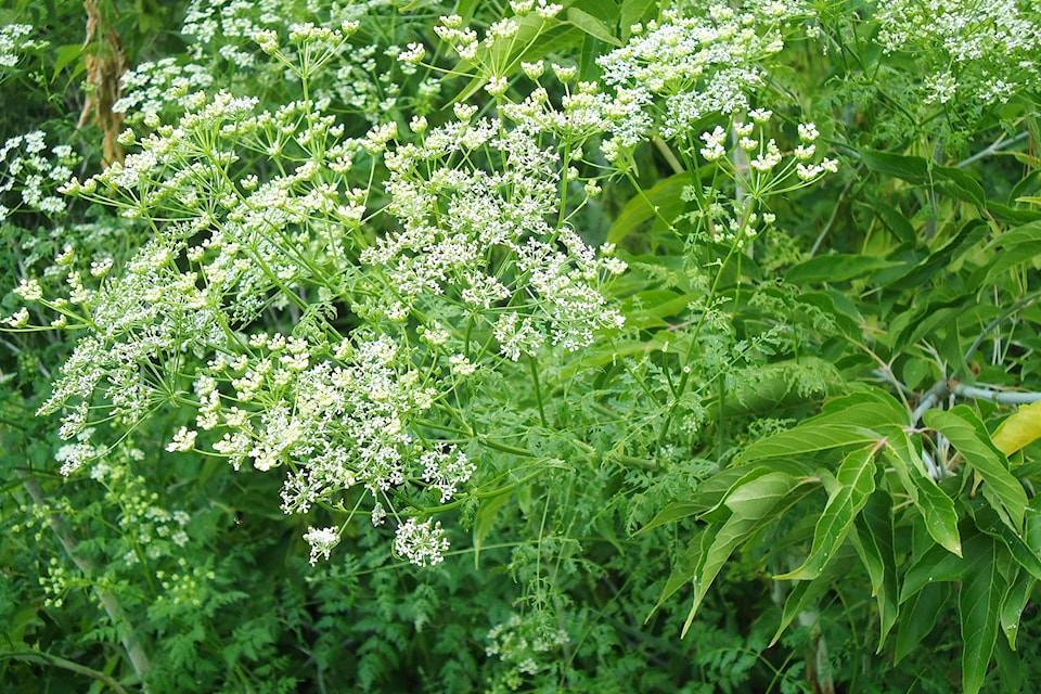 13114270_web1_SA-Poison-Hemlock