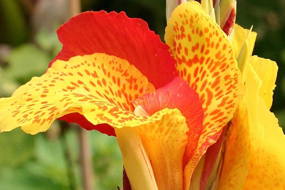 13769776_web1_181001-VMS-M-Canna_Flower