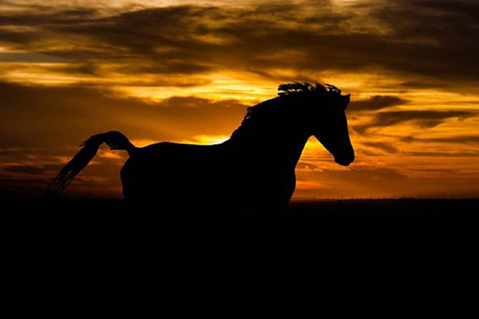 14148582_web1_181031-SAA-arabian-horse-pixabay-use