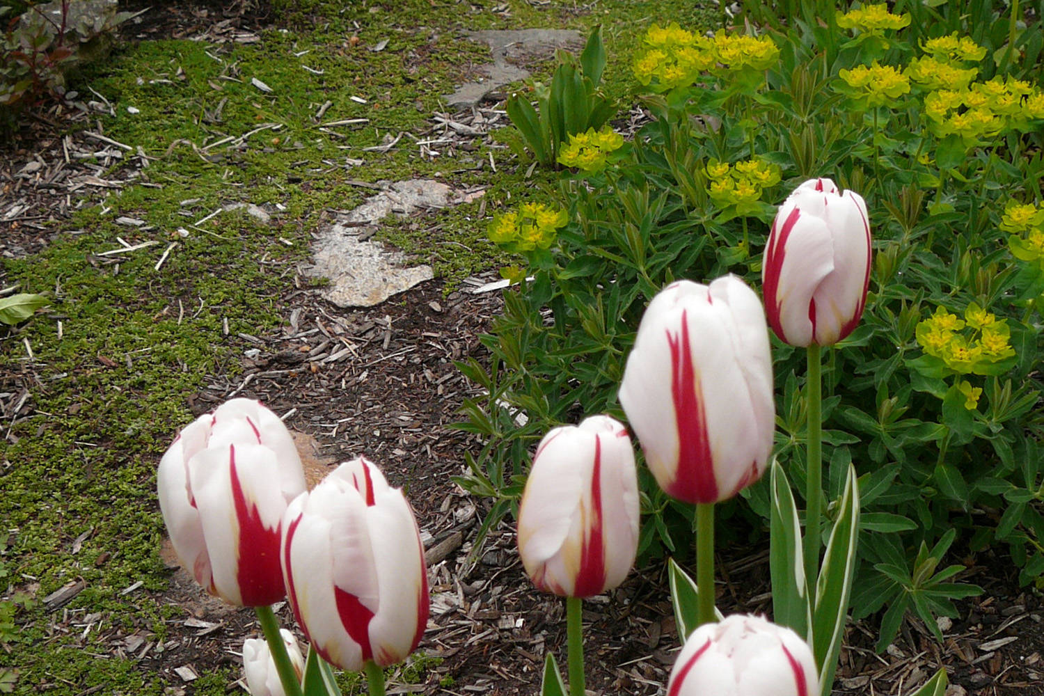 GARDENER’S DIARY How to plant tulips in pots Vernon Morning Star
