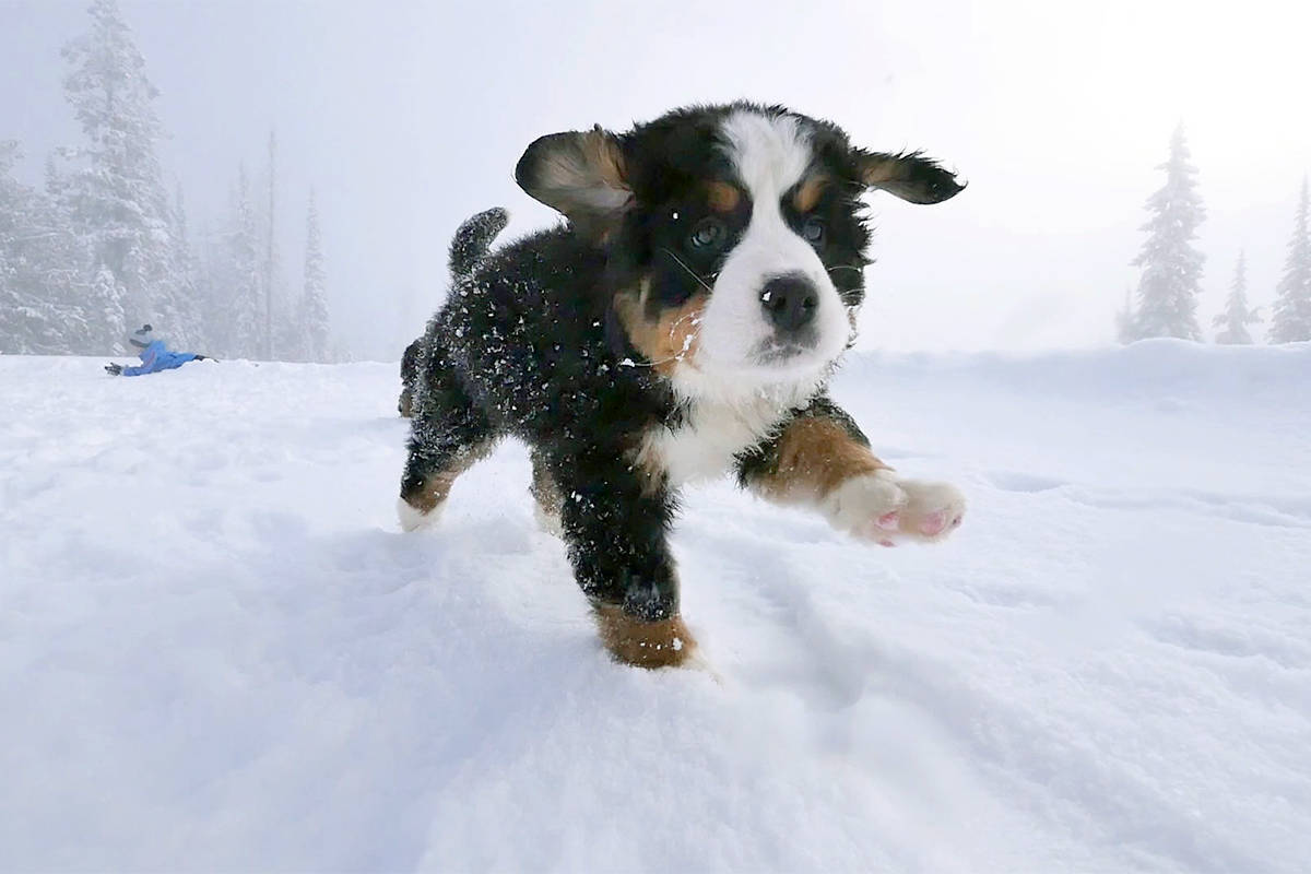 Puppies surprise young skiiers at SilverStar Mountain Resort