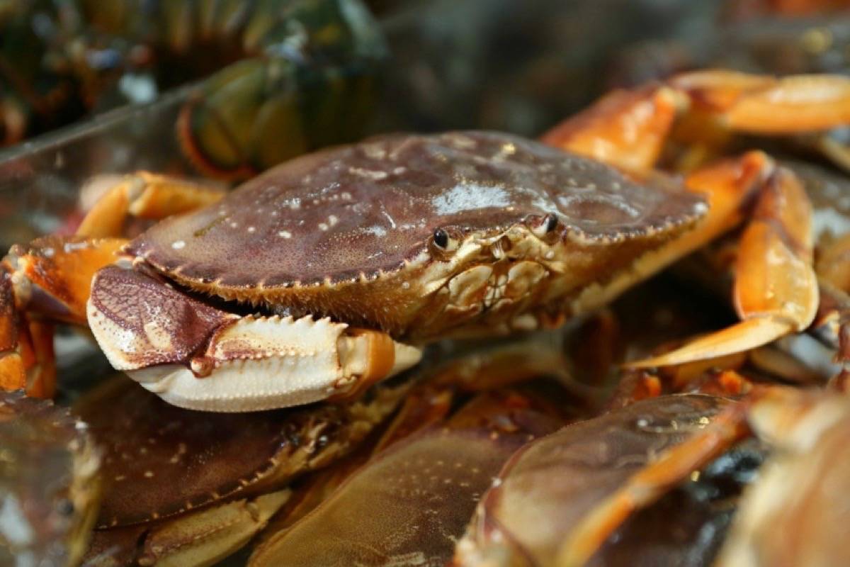 Nighttime crab poaching earns B.C. man 10year commercial fishing ban