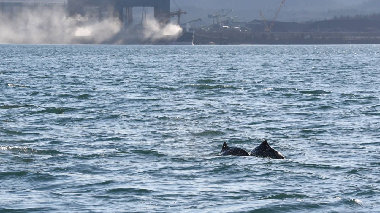 16304461_web1_THUMB-PRU-HarbourPorpoise.Ocean-Wise-photo