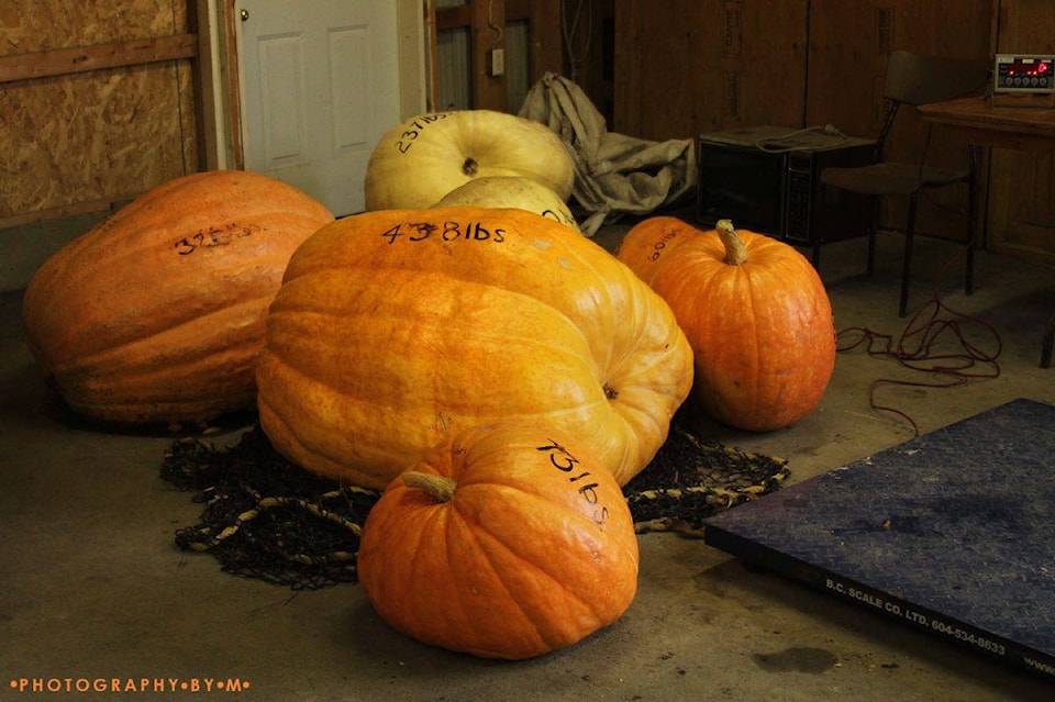 17091177_web1_Giant-Pumpkins-Photography-By-M