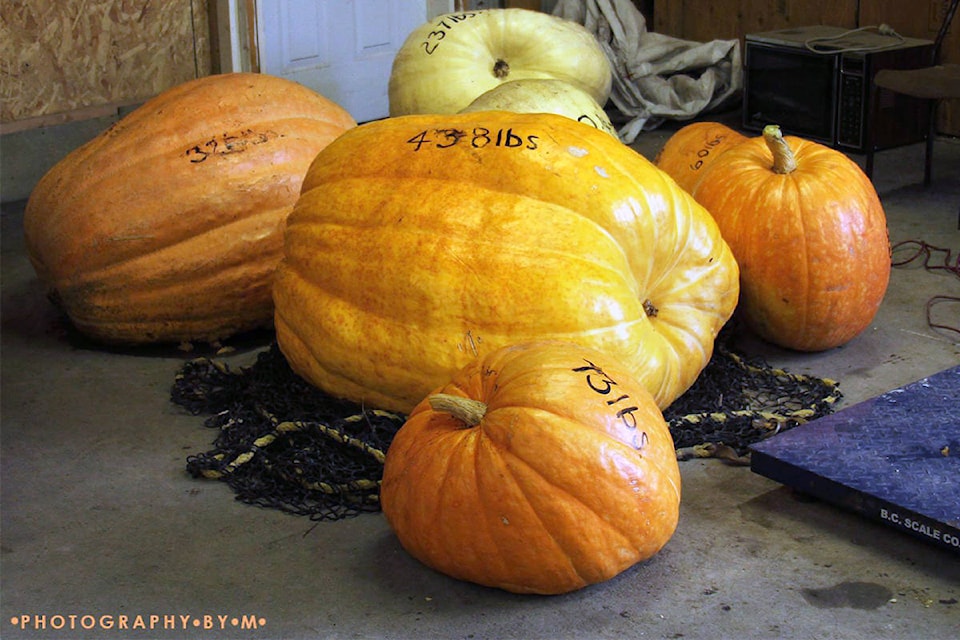 17188592_web1_Giant-Pumpkins-Photography-By-M-copy