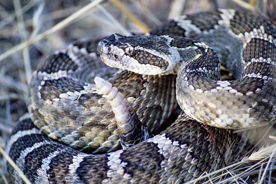 17394840_web1_NPrattlesnake