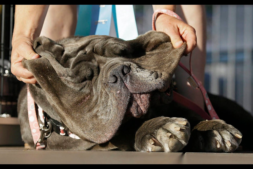 Shirley Zindler, of Sebastopol, Calif, lifts up the jowls of Martha, a Neapolitan mastiff, during the World’s Ugliest Dog Contest at the Sonoma-Marin Fair on Friday, June 23, 2017, in Petaluma, Calif. Martha was the winner of the event. (AP Photo/Eric Risberg)