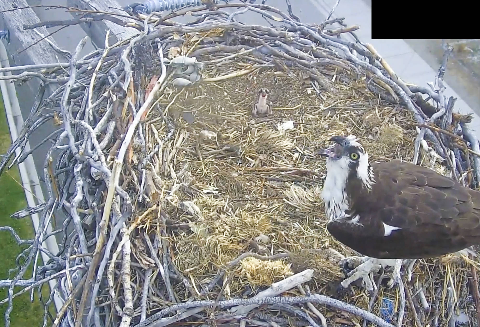 Fortis sales osprey cam