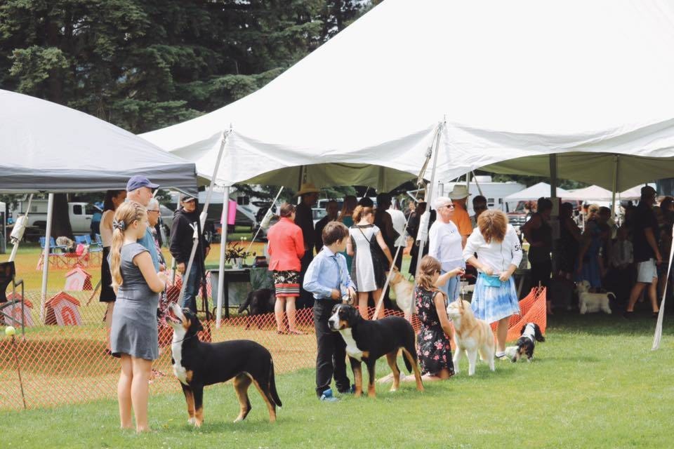 The Vernon and District Kennel Club hosted its annual Dog Show, featuring more than 300 dogs, on the weekend at Lavington Community Park. (Katherine Peters - Morning Star)